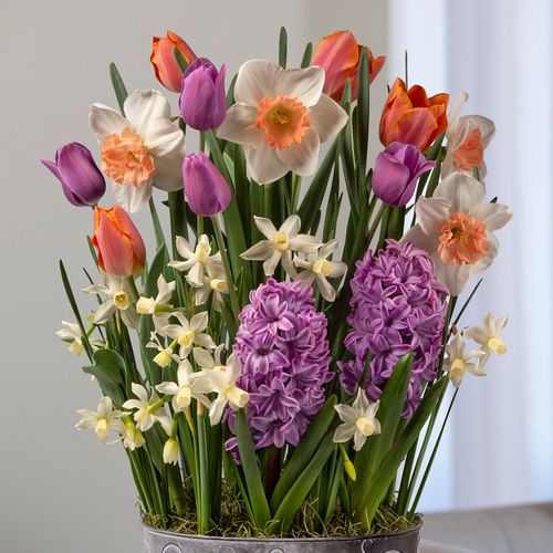 Coral Reef Bulb Garden Image