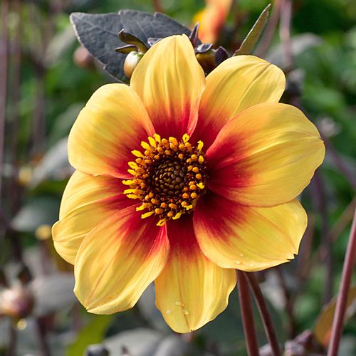 Dahlia 'Sunshine' Dark Leaf Single Bulb Image
