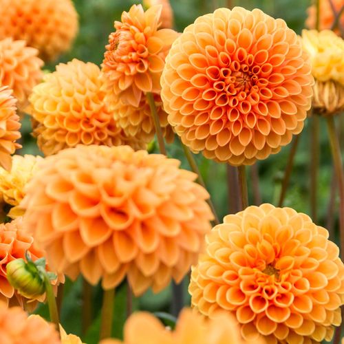 Dahlia 'Sylvia' Pompon Bulb Image
