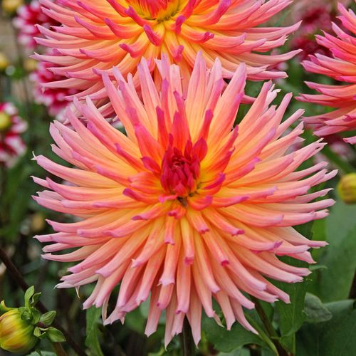 Dahlia Karma Sangria&reg; Cactus Dahlia Bulb Image