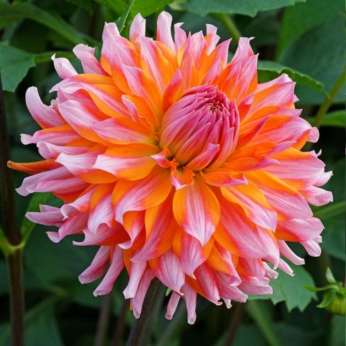 Dahlia Orange Turmoil Cactus Dahlia Bulb Image