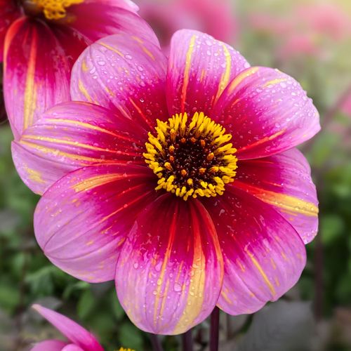 Dahlia Neon Flair Dark Leaf Single Bulb Image