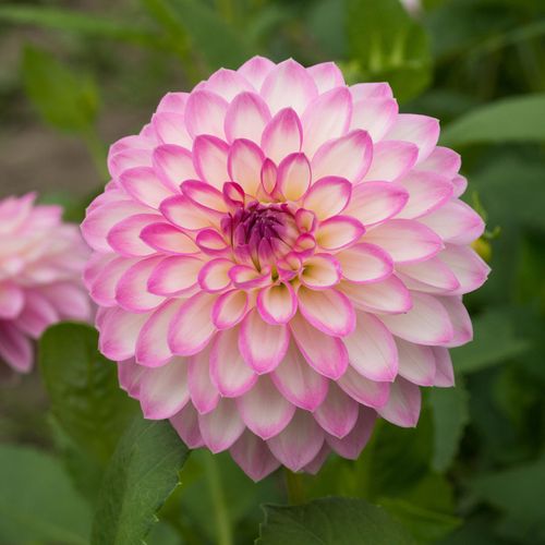 Dahlia Arbatax Decorative Dahlia Bulb Image