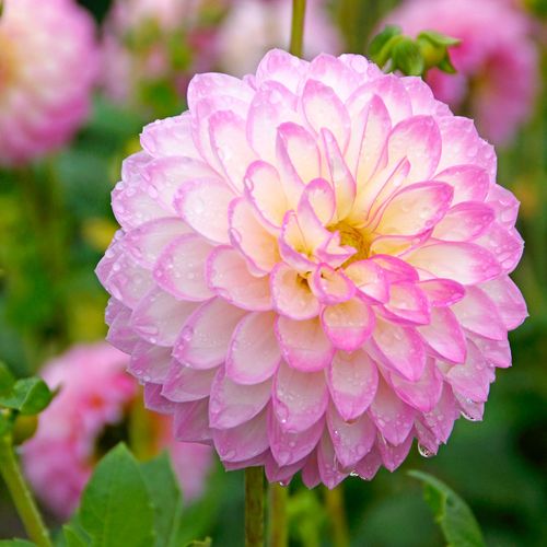 Dahlia Arbatax Decorative Dahlia Bulb Image
