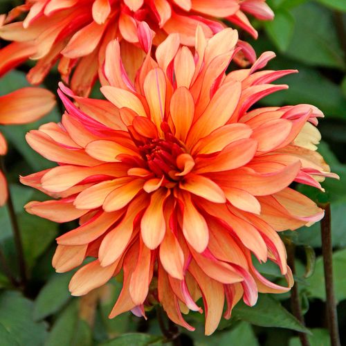 Dahlia Gallery Art Deco Decorative Dahlia Bulb Image