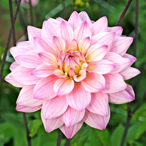 Dahlia Karma Prospero&reg; Decorative Dahlia Bulb Image