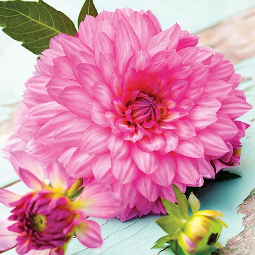 Dahlia Karma Prospero&reg; Decorative Dahlia Bulb Image