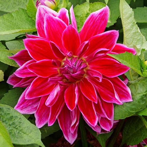 Dahlia Mero Star Decorative Dahlia Bulb Image