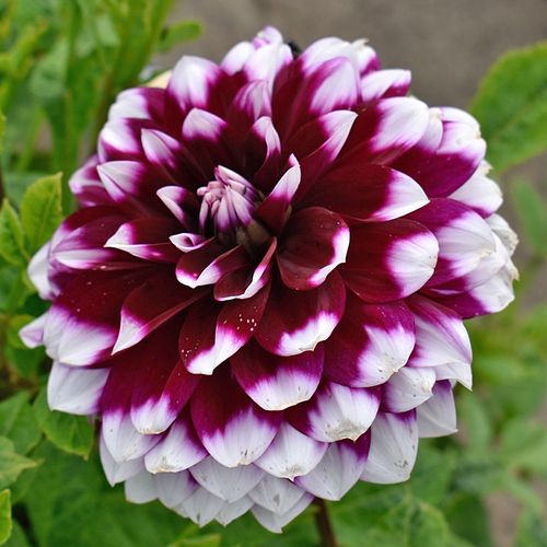 Dahlia Mystery Day Dinner Plate Dahlia Bulb Image