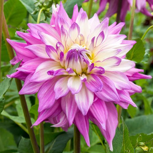 Dahlia Sir Alfred Ramsey Dinner Plate Dahlia Bulb Image