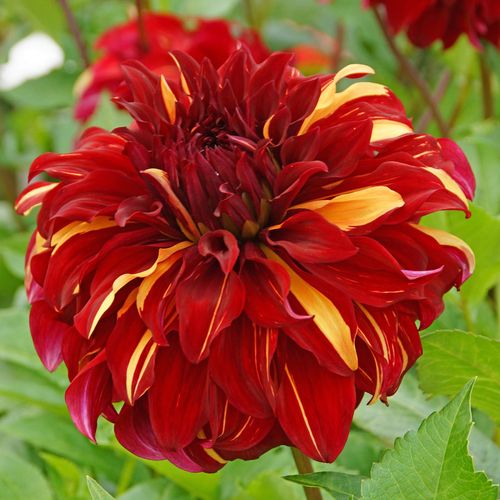 Dahlia Bohemian Spartacus Dinner Plate Dahlia Bulb Image