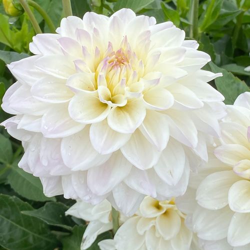 Dahlia Go Go White Decorative Dahlia Bulb Image