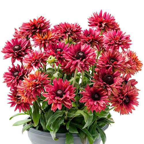 Rudbeckia Rodeo&trade; Double Red Black-Eyed Susan Image