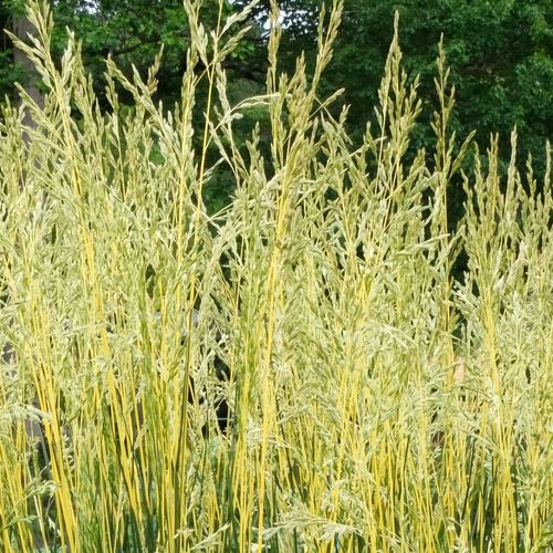 Festuca 'Glow Sticks' Ornamental Tall Fescue Image