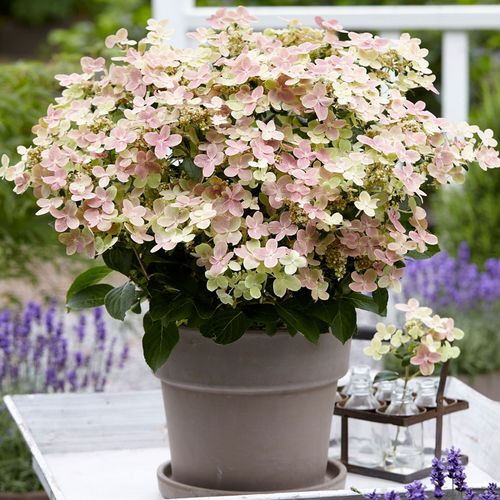 Hydrangea Early Evolution&reg; Panicle Hydrangea Image