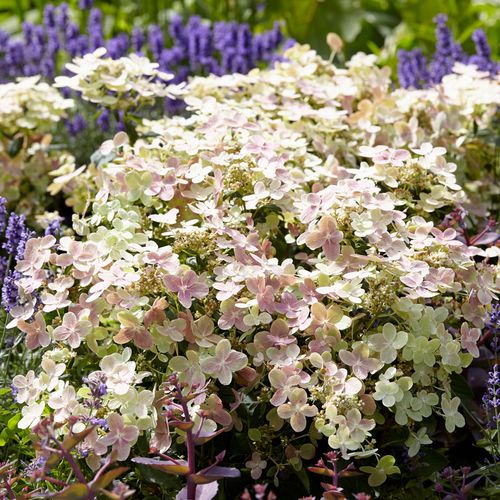 Hydrangea Early Evolution&reg; Panicle Hydrangea Image