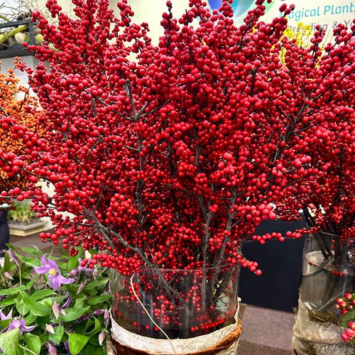 Ilex Magical&reg; Amaranth Winterberry Image