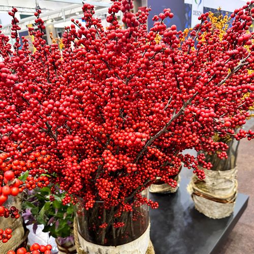 Ilex Magical&reg; Amaranth Winterberry Image