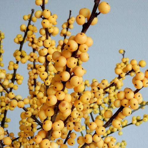 Ilex Magical&reg; Citronella Winterberry Image