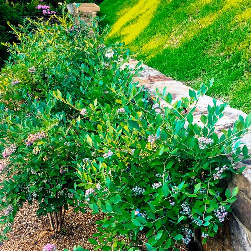 Vaccinium DownHome Harvest&reg; Bless Your Heart&reg; Blueberry Image