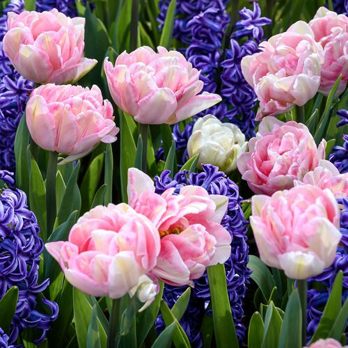 Tulip Foxtrot & Hyacinth Blue Jacket Blend Bulbs Image