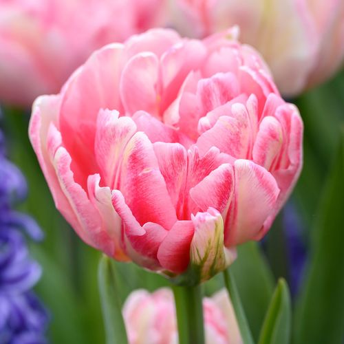Tulip Foxtrot & Hyacinth Blue Jacket Blend Bulbs Image