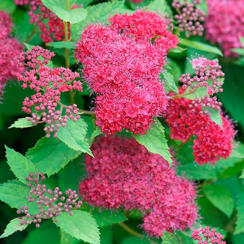 Spiraea Double Play Doozie&reg; Image