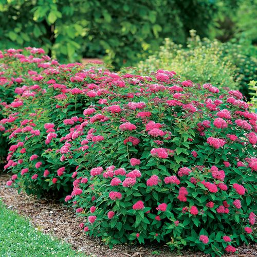 Spiraea Double Play Doozie&reg; Image