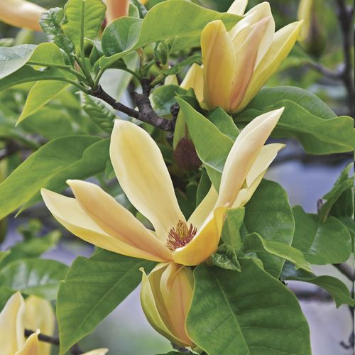 Magnolia 'Judy Zuk' Image