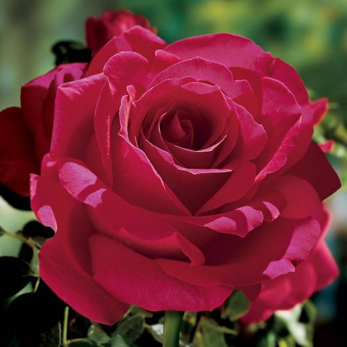 Voluptuous! Hybrid Tea Rose Image