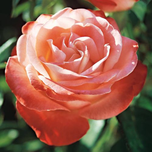 Sheer Magic Hybrid Tea Rose Image