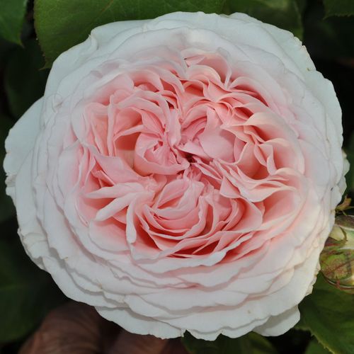 Bliss Parfuma&reg; Hybrid Tea Rose Image