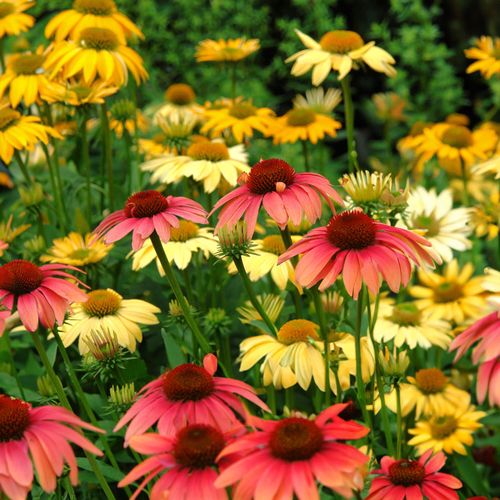 Echinacea 'Cheyenne Spirit' Mix Image