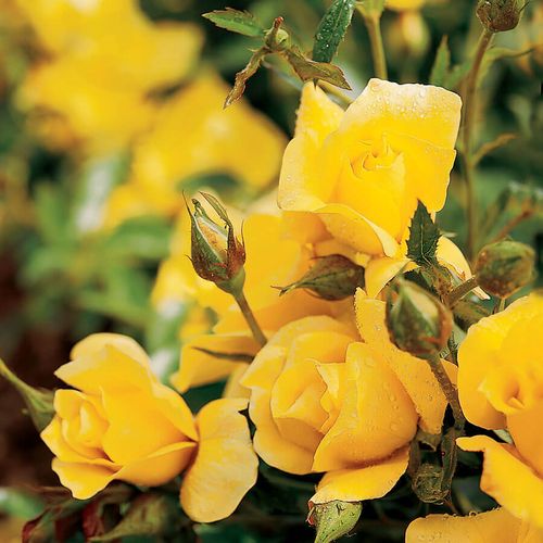 Yellow Simplicity Hedge Rose Image