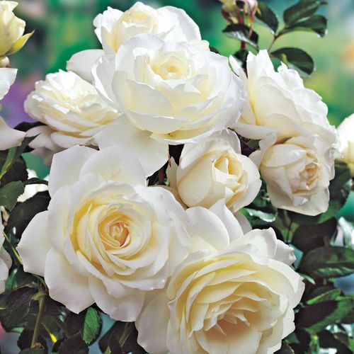 Moondance Floribunda Rose Image