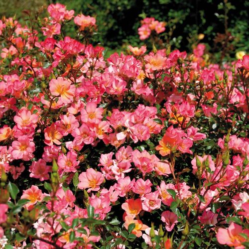Happy Chappy Groundcover Rose Image