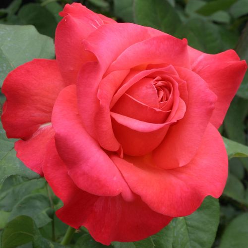 Light My Fire&trade; Floribunda Rose Image