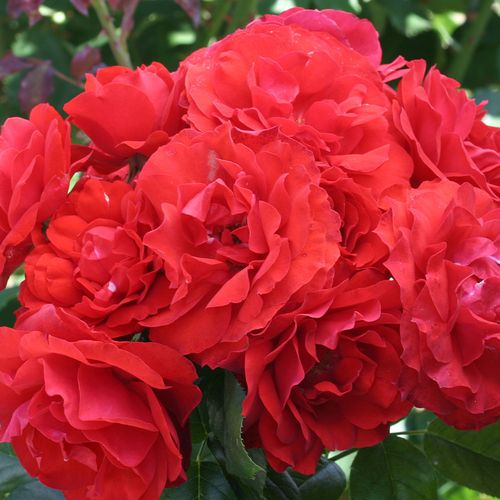 Light My Fire&trade; Floribunda Rose Image