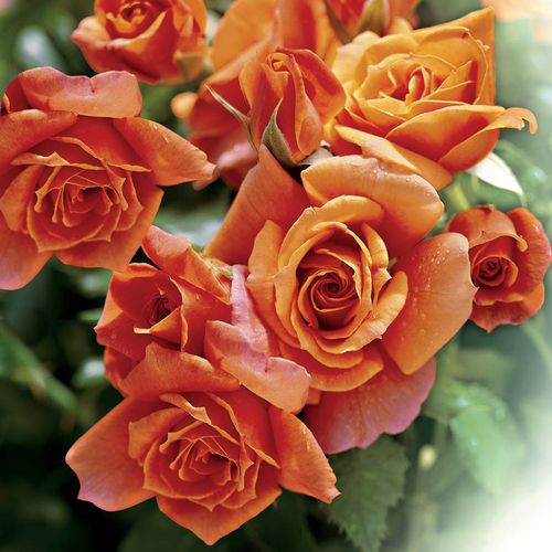 Disneyland Floribunda Rose Image