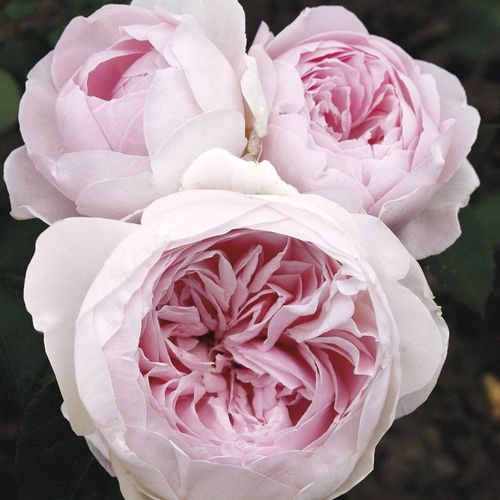 Earth Angel&trade; Parfuma&reg; Floribunda Rose Image