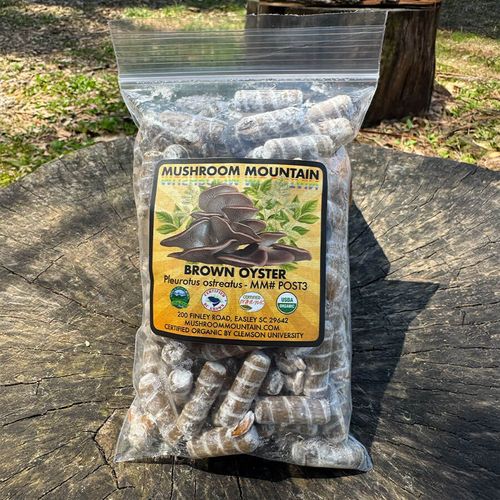 Mushroom Brown Oyster Log Spawn Plugs (100) Image