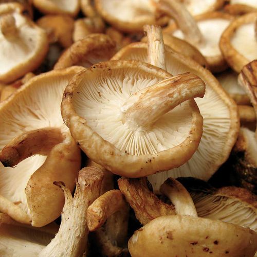 Mushroom Shiitake Fruiting Kit Image