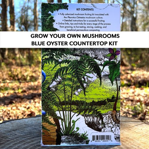 Mushroom Blue Oyster Countertop Kit Image