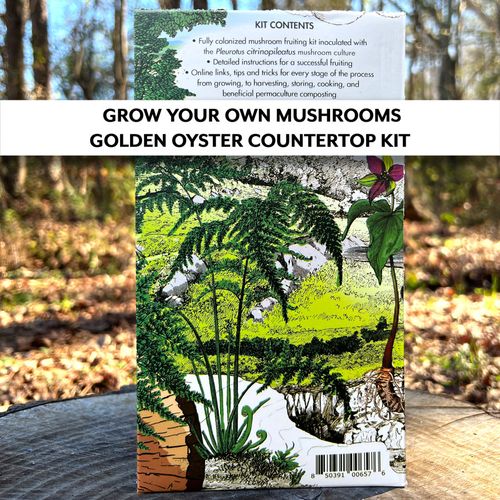 Mushroom Golden Oyster Countertop Kit Image