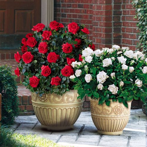 Always and Forever&reg; Hybrid Tea Rose Image