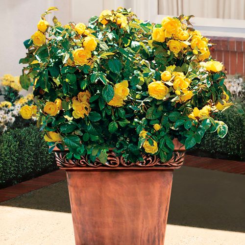 Walking on Sunshine Floribunda Rose Image