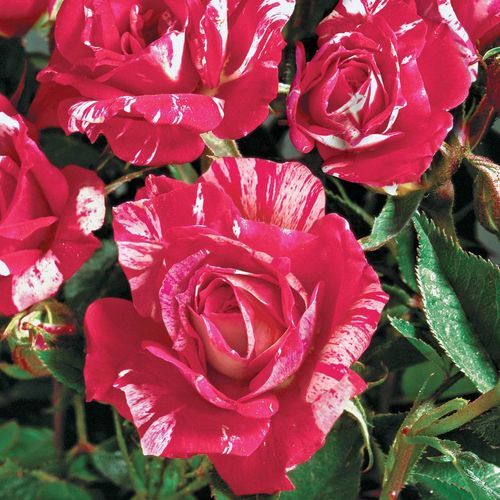 Hypnotized! Hybrid Tea Rose Image