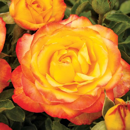 Summer Surprise Hybrid Tea Rose Image