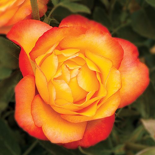 Summer Surprise Hybrid Tea Rose Image