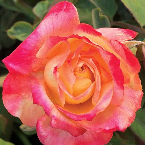 Summer Nights Hybrid Tea Rose Image